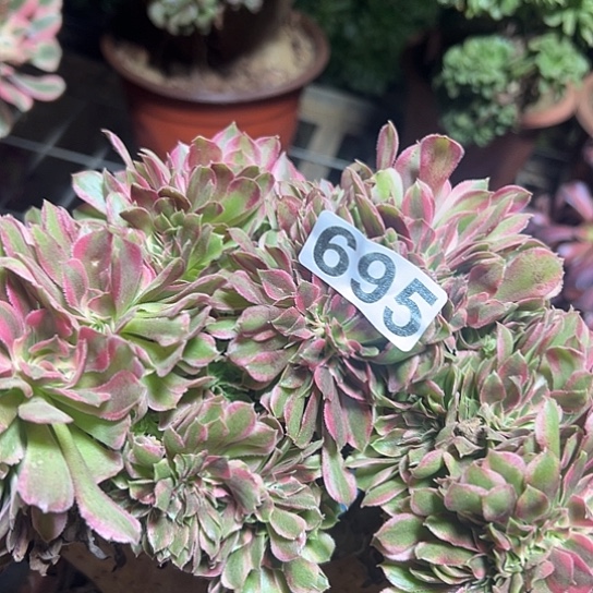 心***多肉植物一个香非695