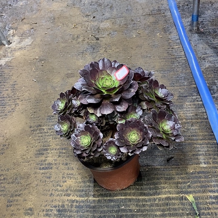 8，赤艳莲1356789900