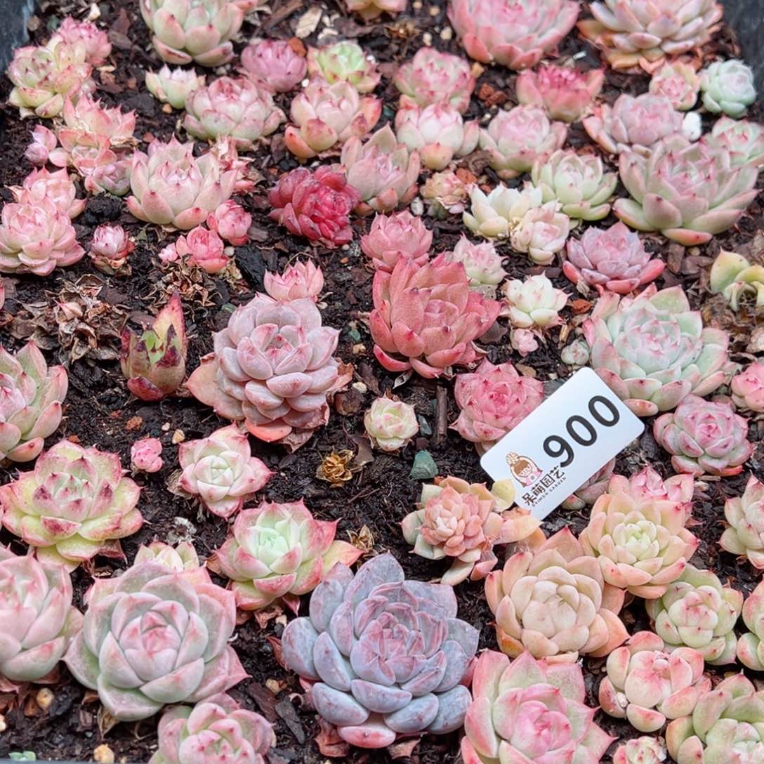 多肉植物多肉植物