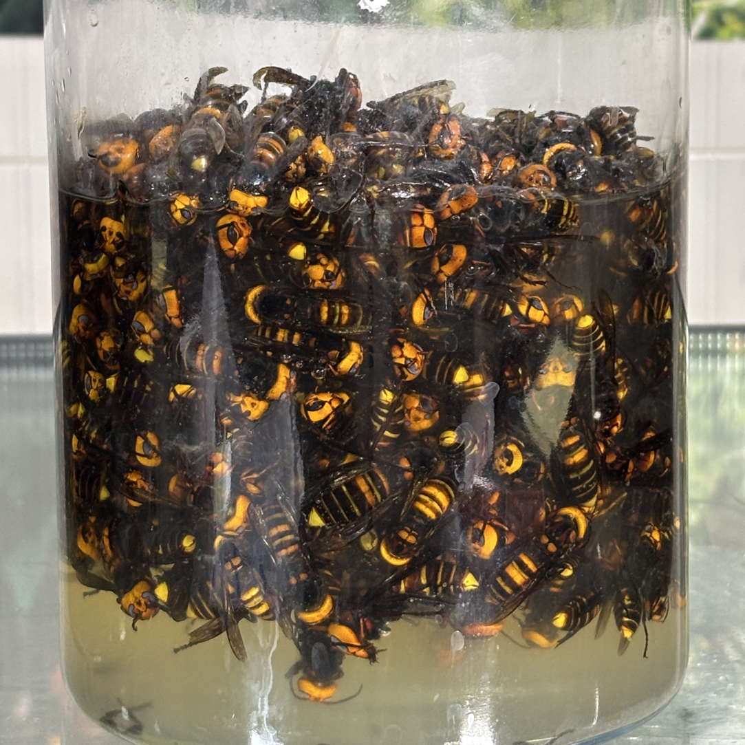 广西十万大山活峰现泡.金环虎头蜂400只