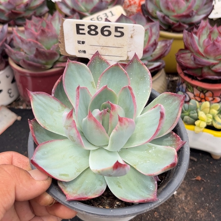 惊鸿一瞥多肉植物865