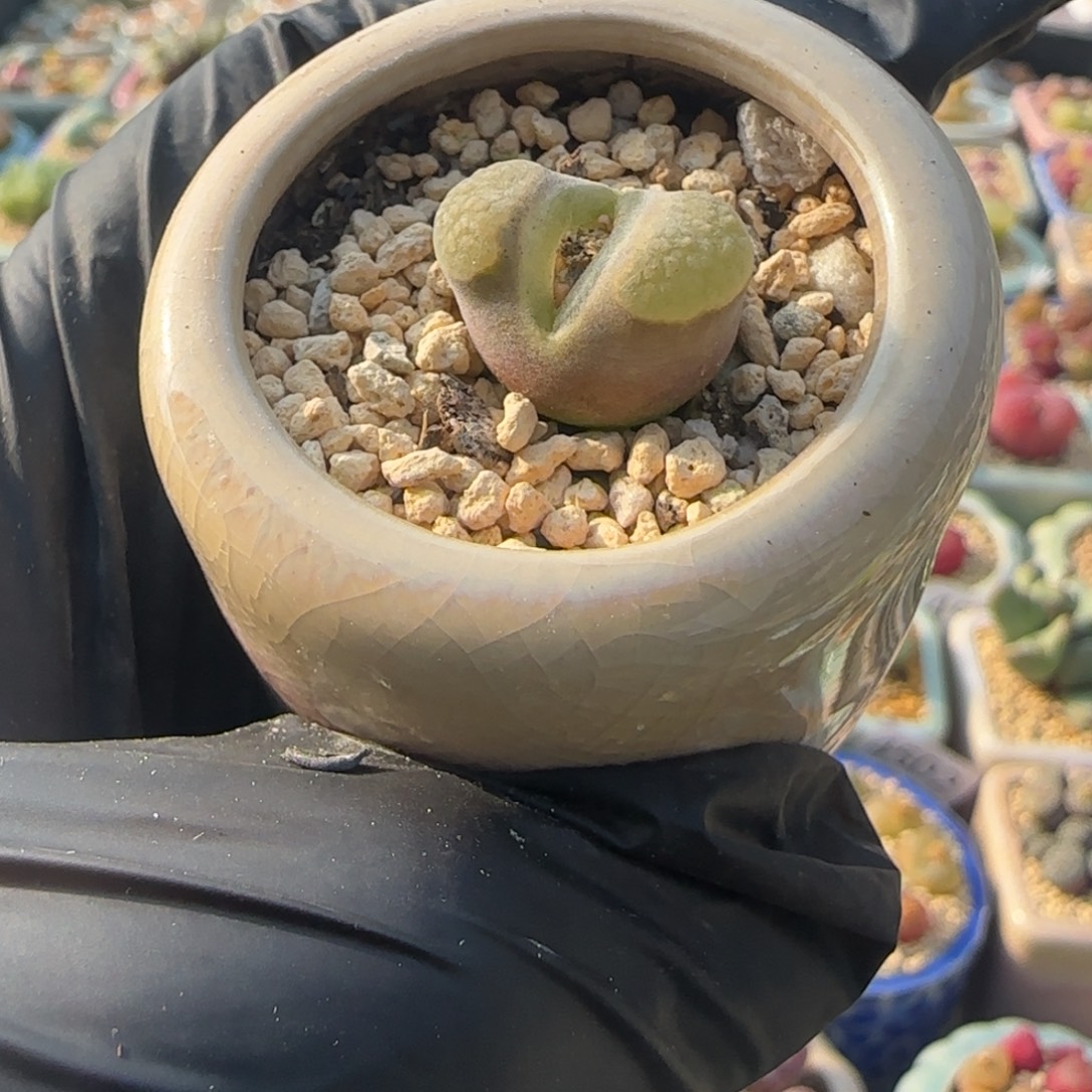 4569--一物一拍 带盆