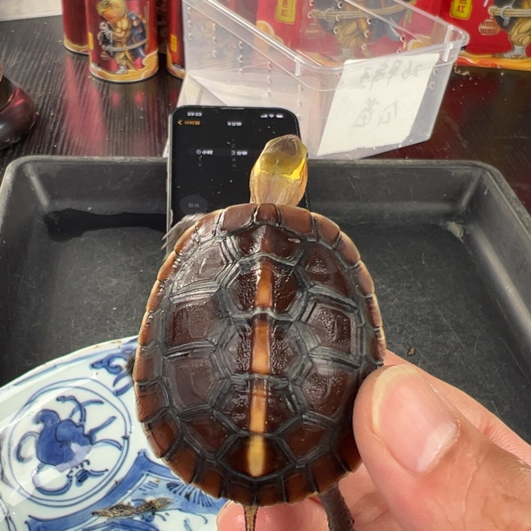 母梦**她新年新愿望就是能