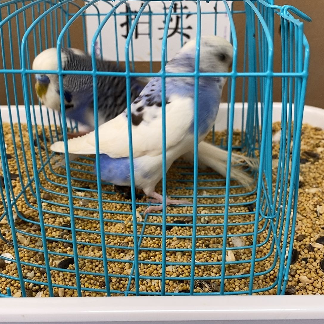 虎皮鹦鹉大头虎皮