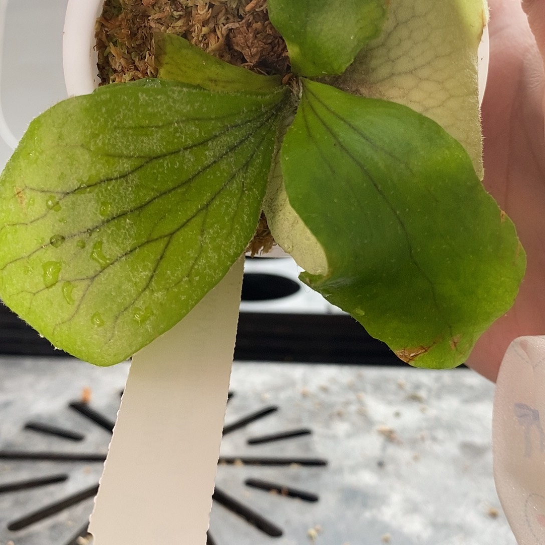 无花朵dw鹿角蕨666