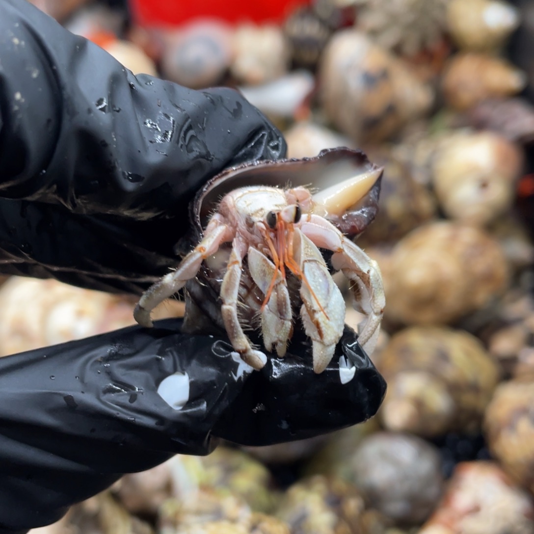 不退不换谢谢支持14号