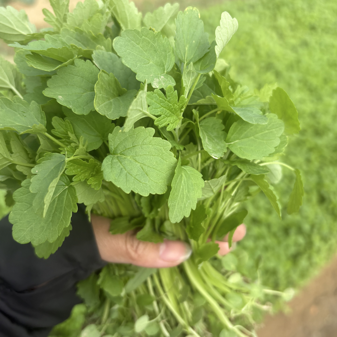 惠来隆江本地益母菜