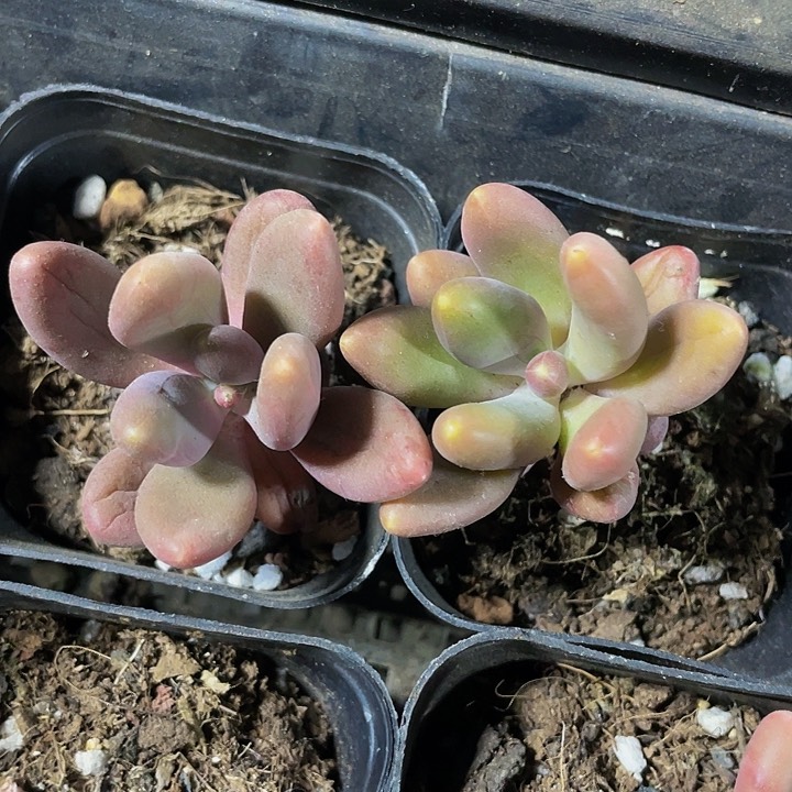 金蟾2.8带盆土发