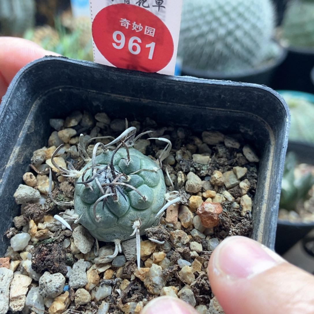 实生曲刺链接2.5cm