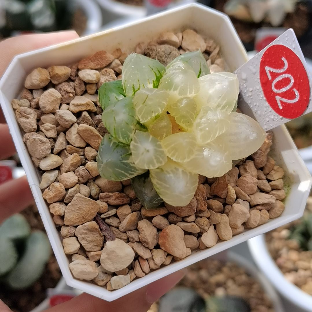 202号OM玉露锦一物一拍带盆土发货