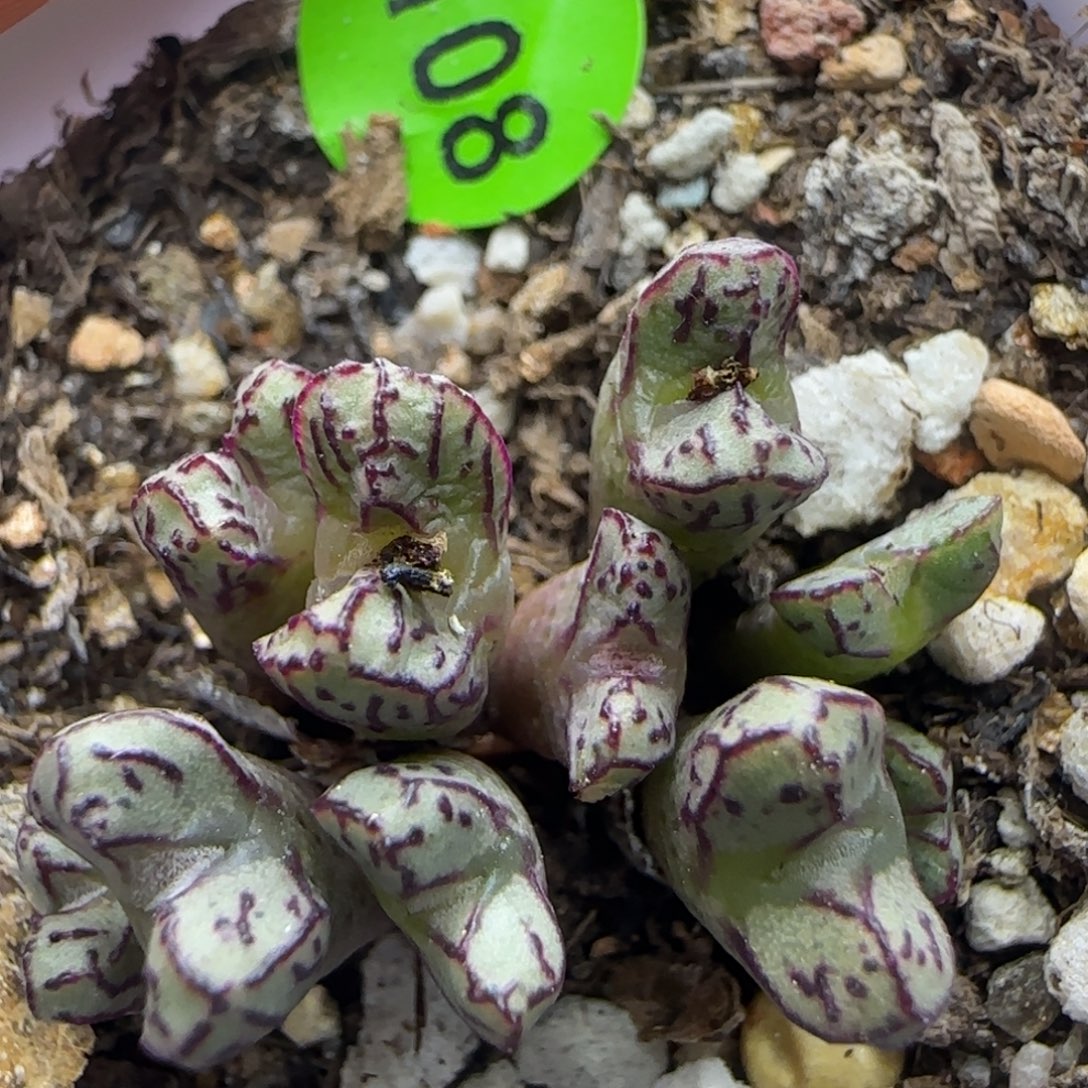 漂漂亮亮多肉植物108