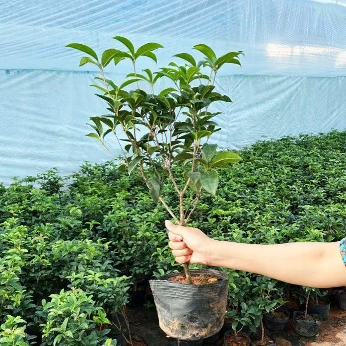 桂花树苗四季桂盆栽耐寒植物花卉带花苞阳台庭院四季开花浓香型