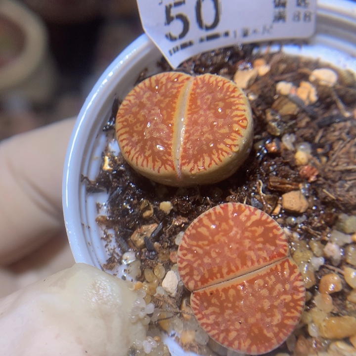 精品生石花26.50