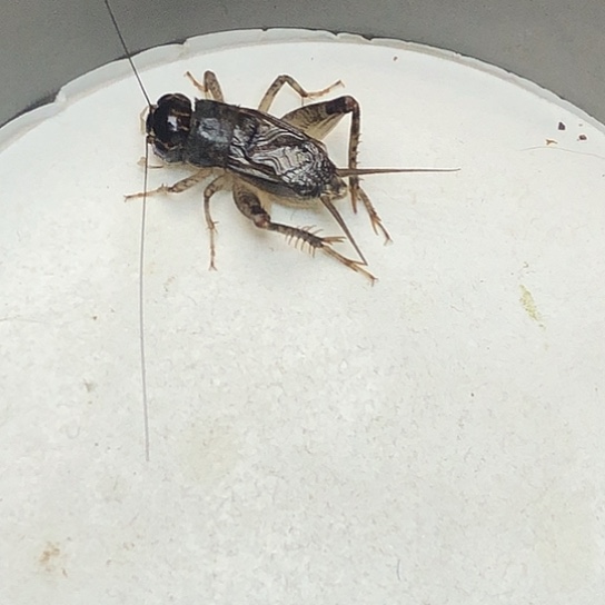 翅子大福利多多关注