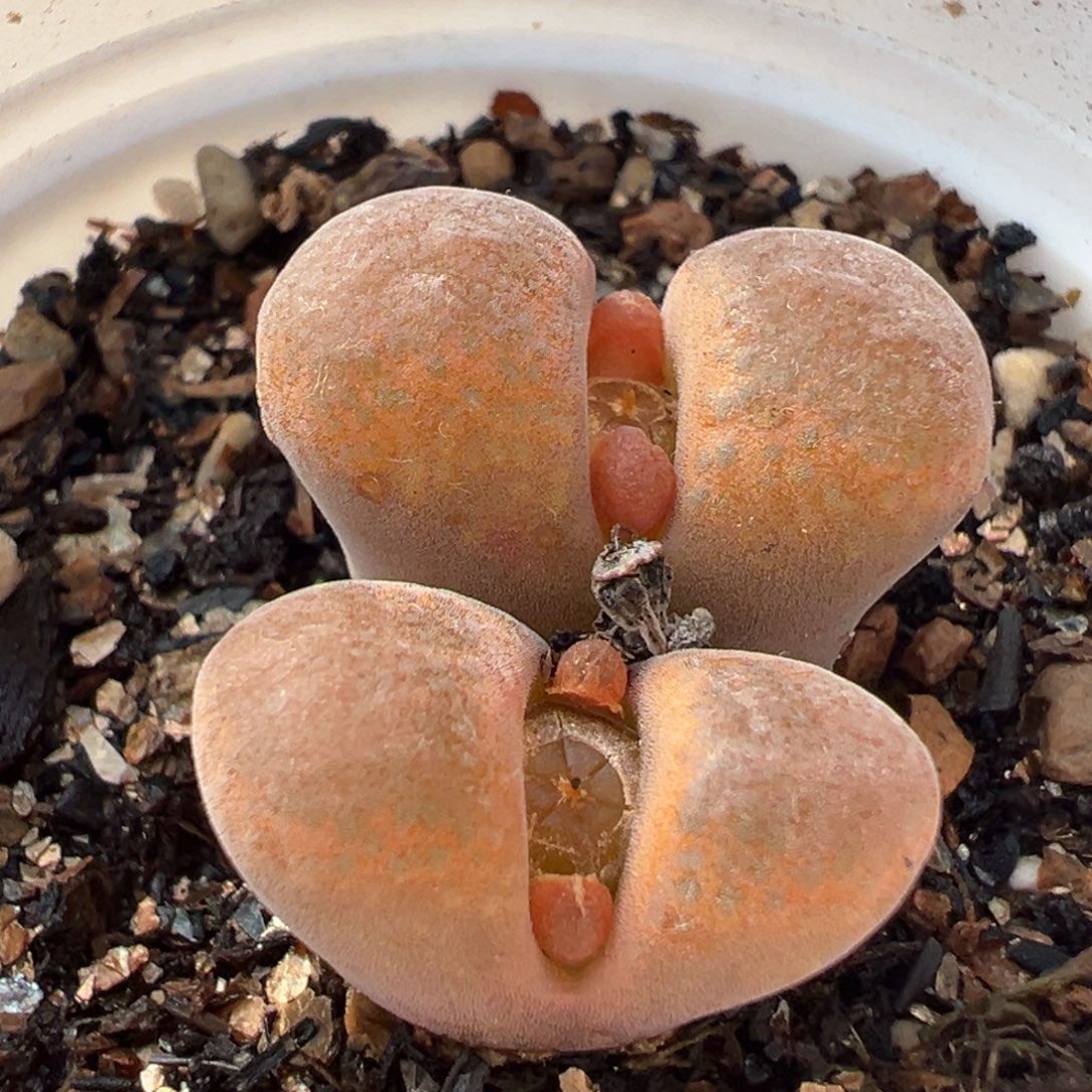 851多肉植物种类多样