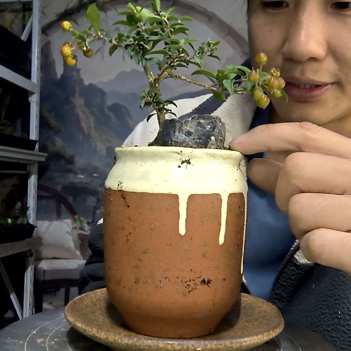 早*中青园艺一物一拍花291