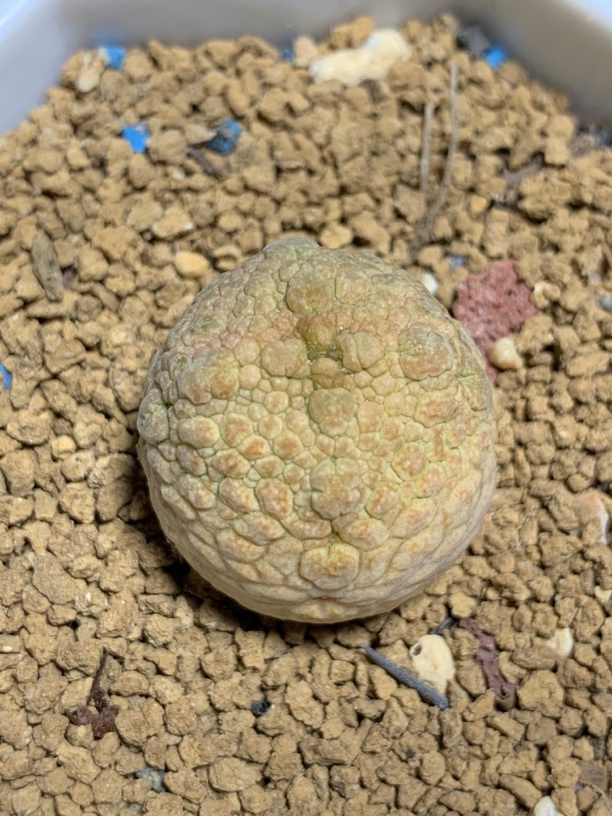 黄金体凝蹄玉  萝摩科 实生仙人球多肉 一物一拍包邮非偏远
