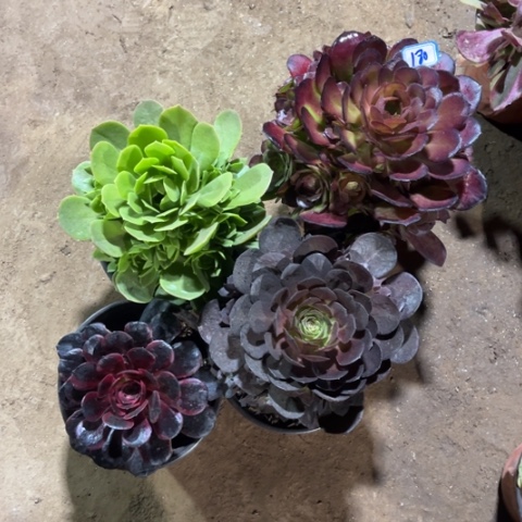 180多肉植物组合