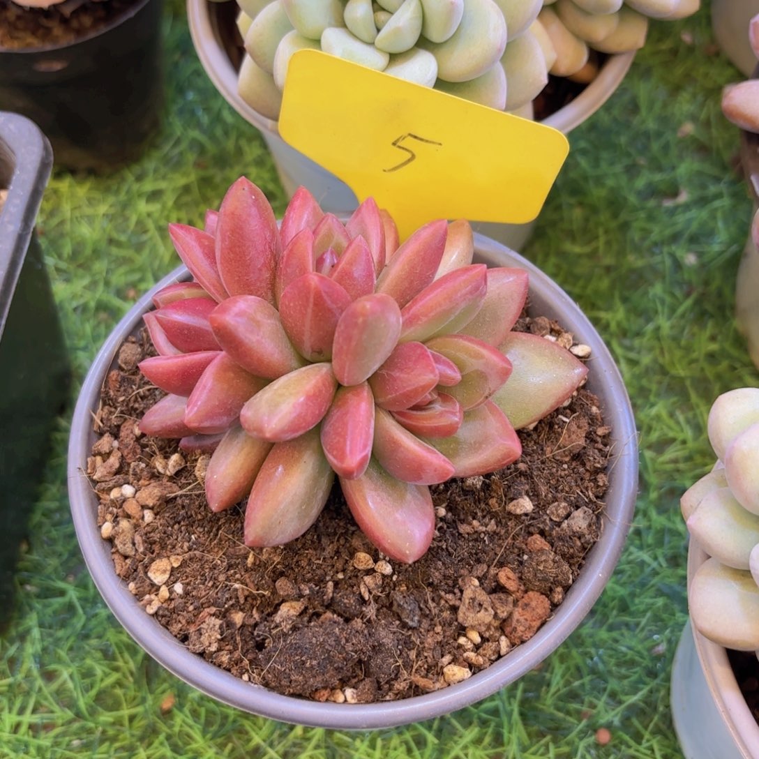 俊***哥云南金致家精品多肉