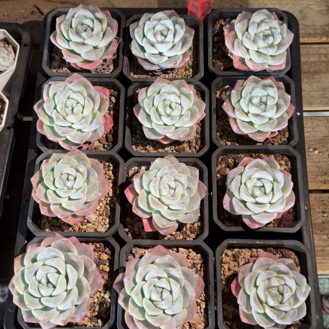 冰玉单头12颗带盆发52