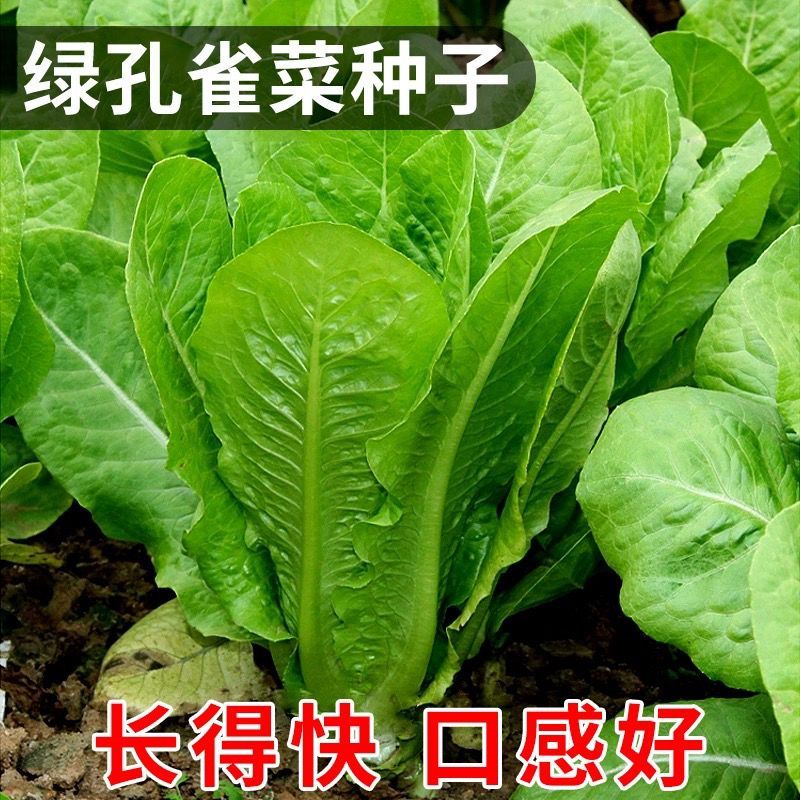 四季孔雀菜种子绿叶罗马生菜种孑正宗沙拉菜时令耐热蔬菜种子大全