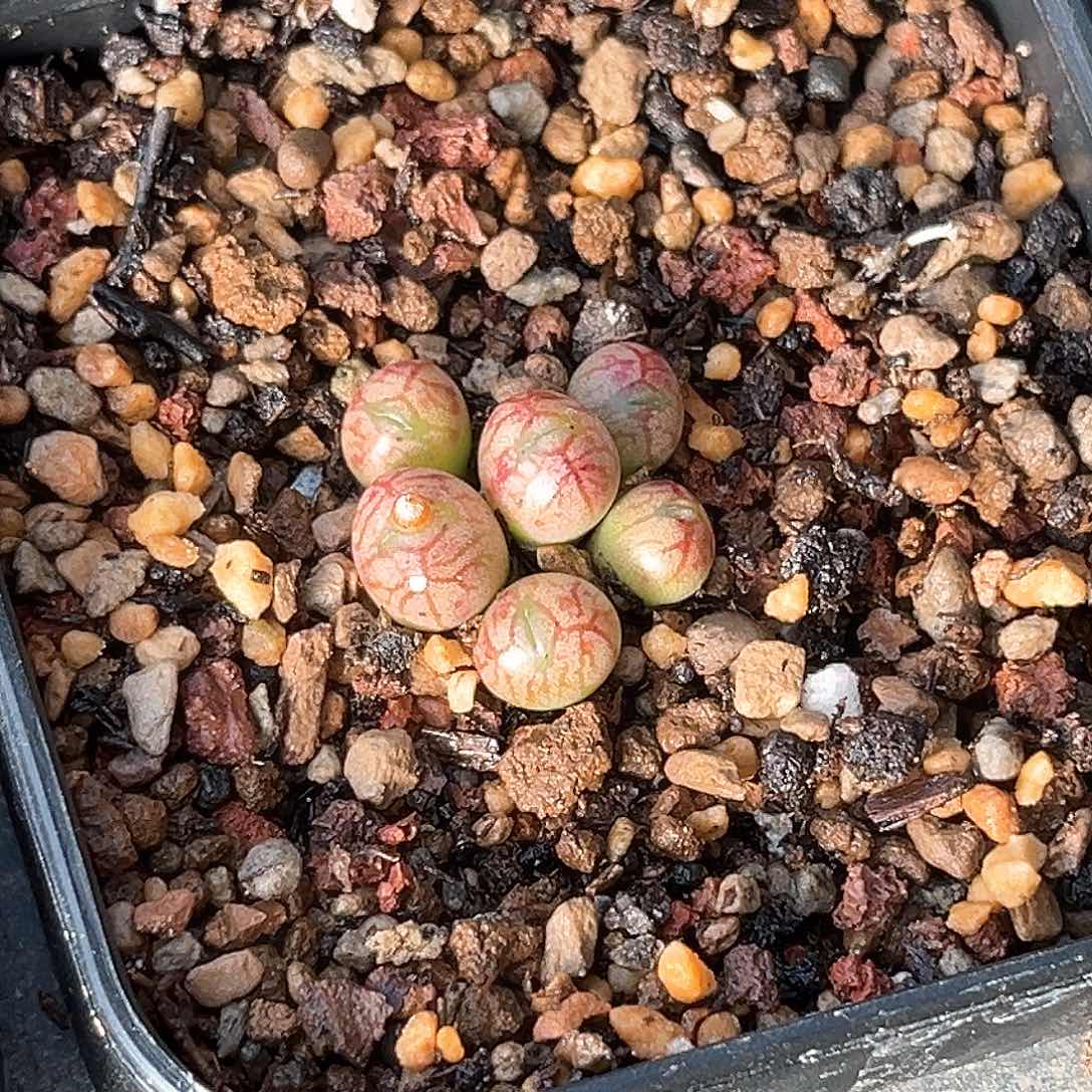 多肉植物满58包邮