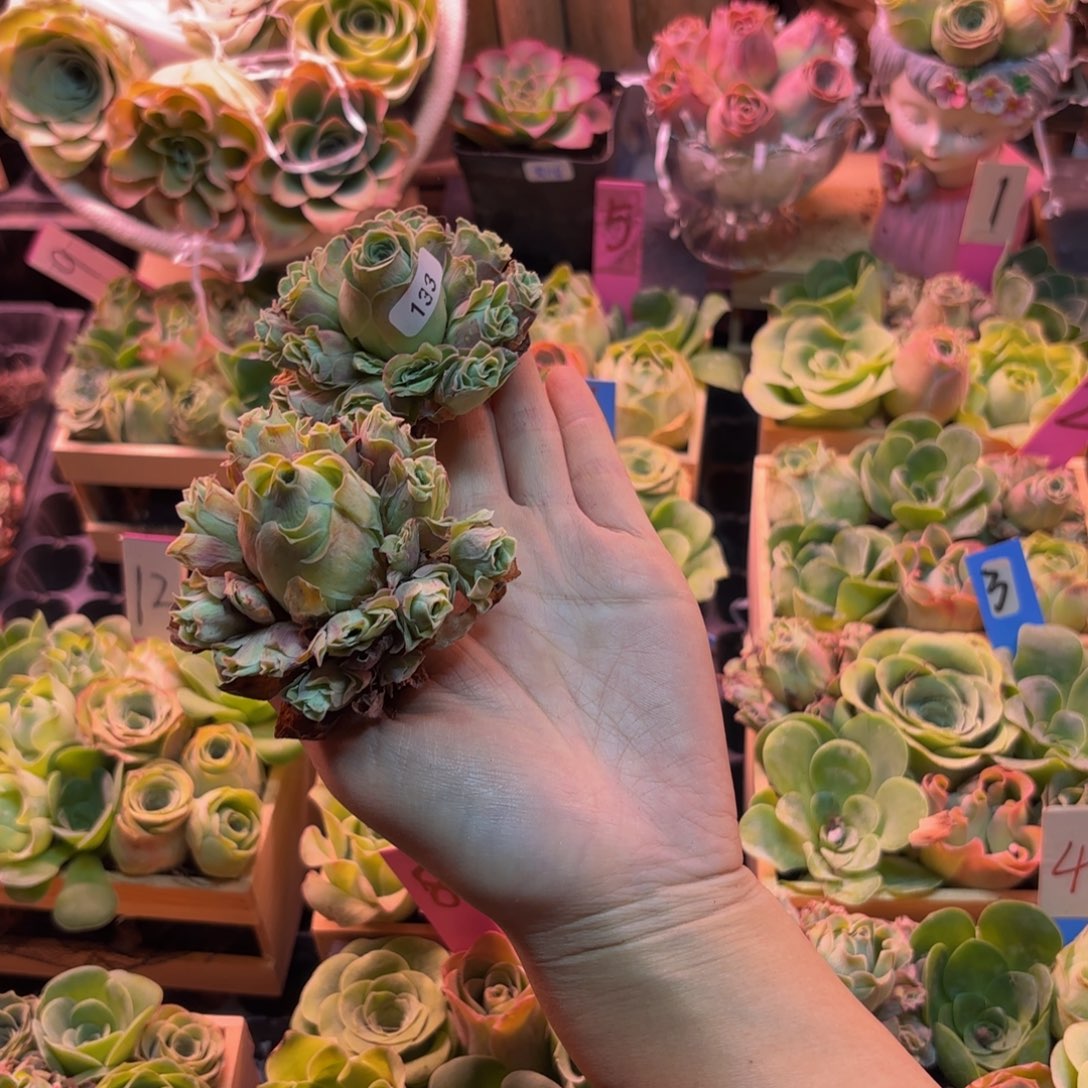 用***8山地玫瑰多肉植物花卉133璎珞两颗