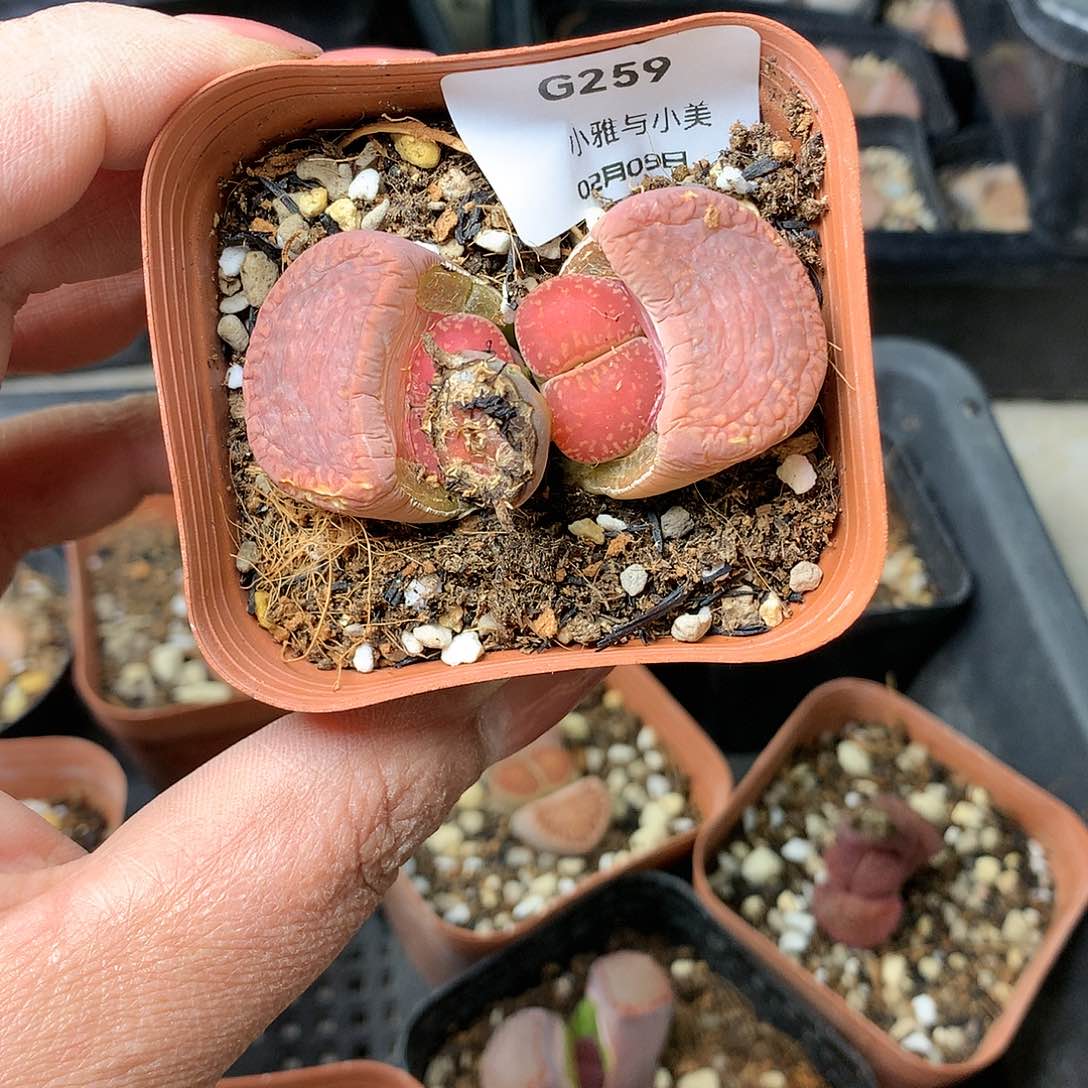 G259多肉植物保护研究所