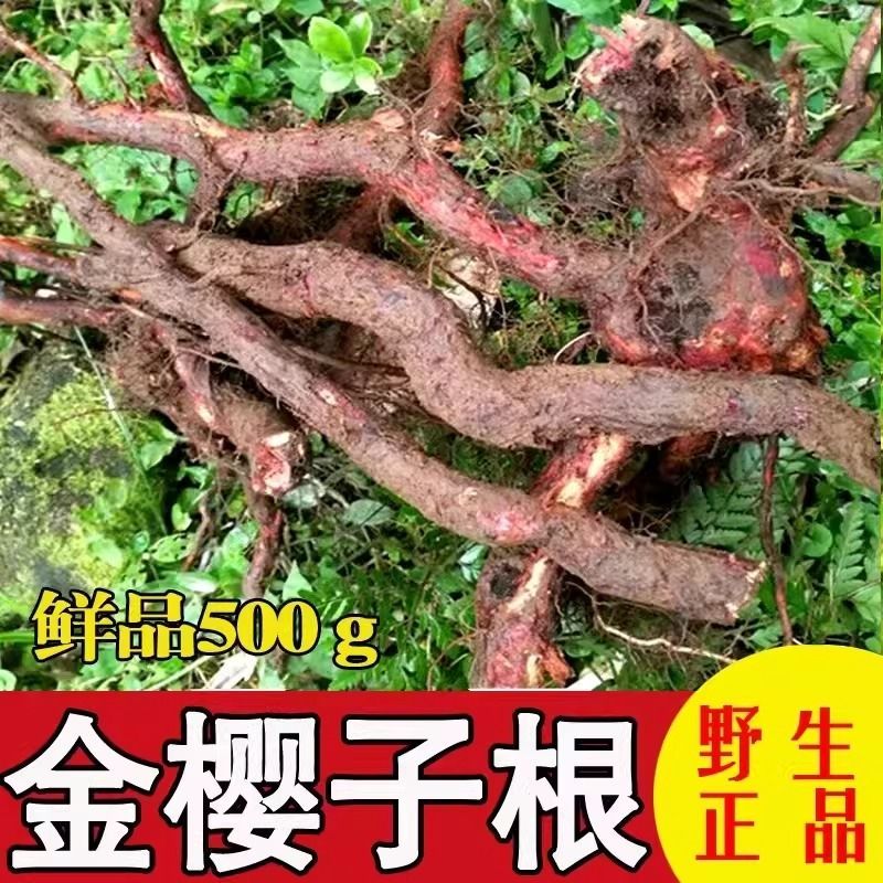 湖南野生金樱根金樱蔃脱骨丹金英根金樱子树根可泡酒煲汤干品自挖