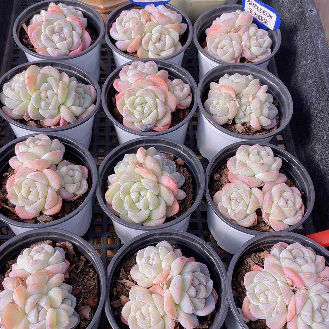 量拍62号 樱花钻石冰玉大群生一个