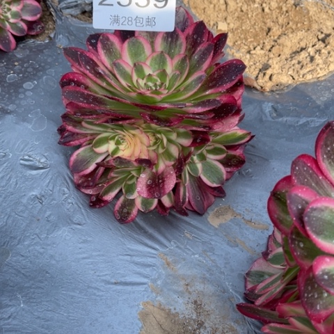 倾城多肉多的2559