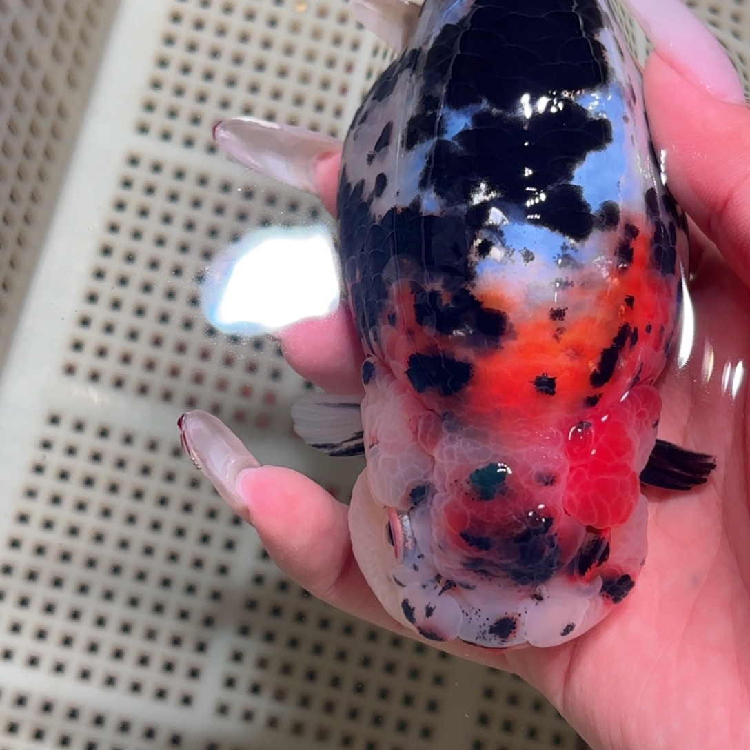 用***9金鱼拍包装包邮不拍包装运费到付