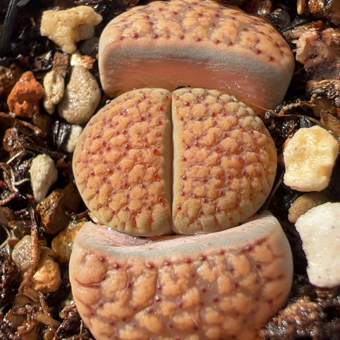 412多肉植物百科