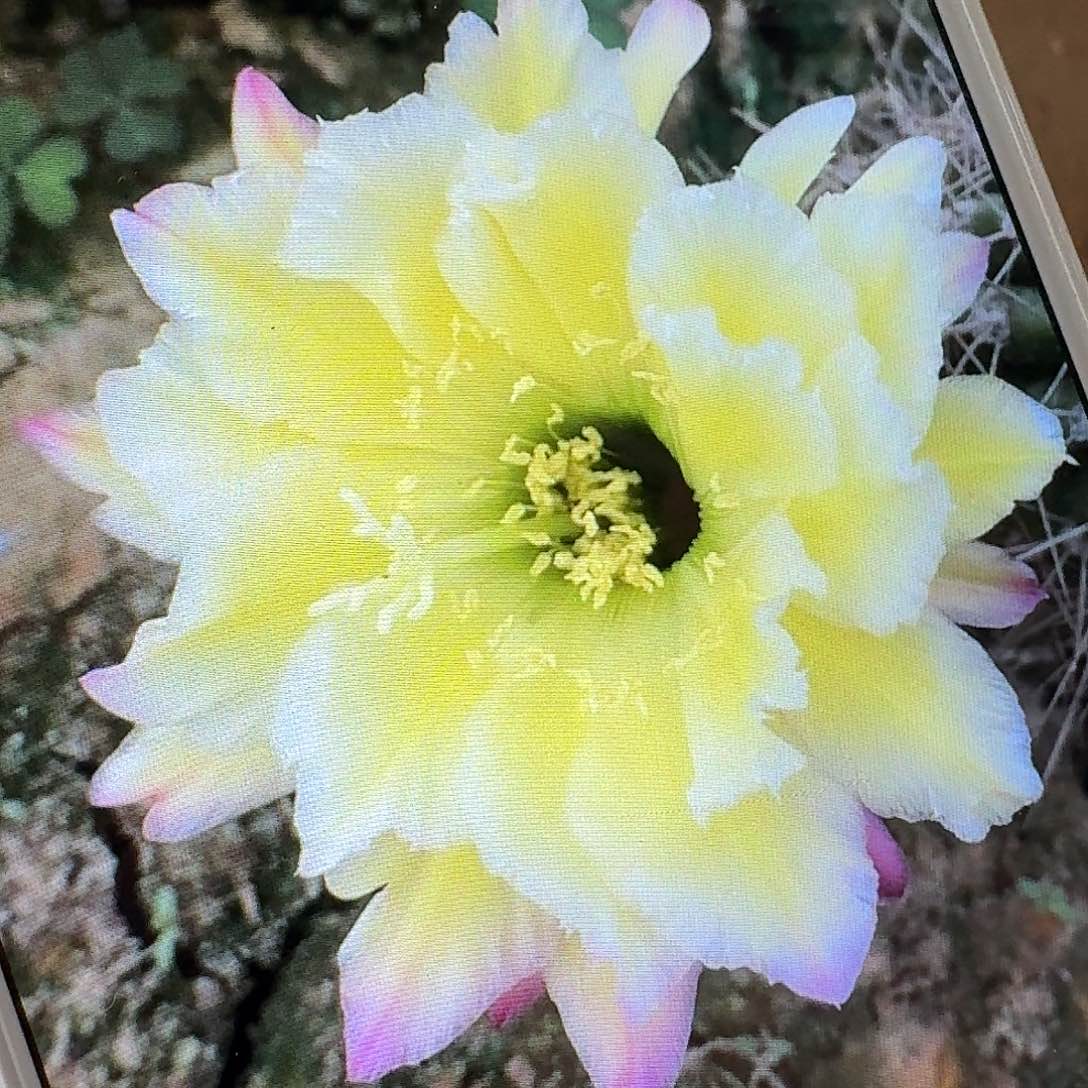 杜兰戈侧芽5公分毛花柱