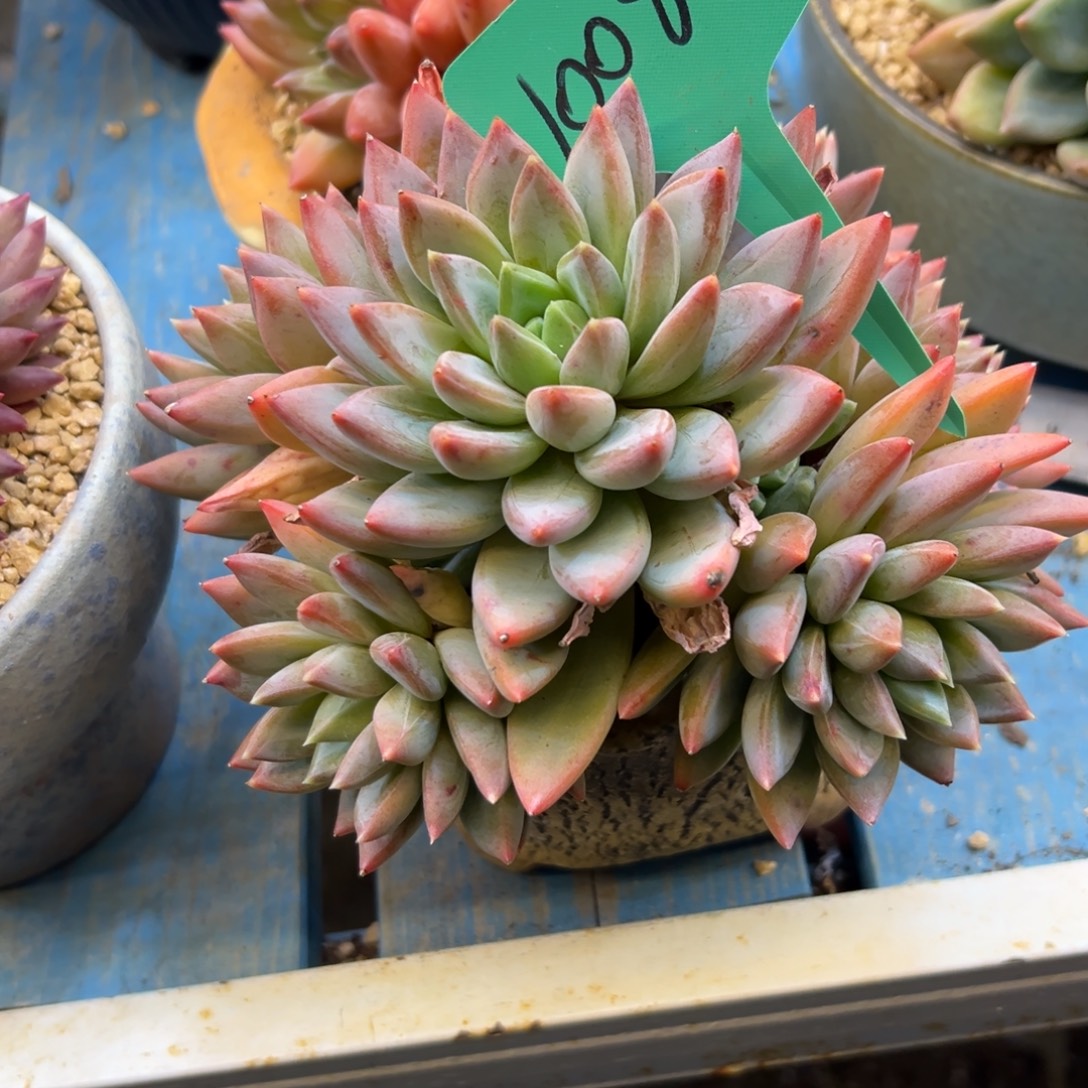 用***5红蛋10087号一物一拍