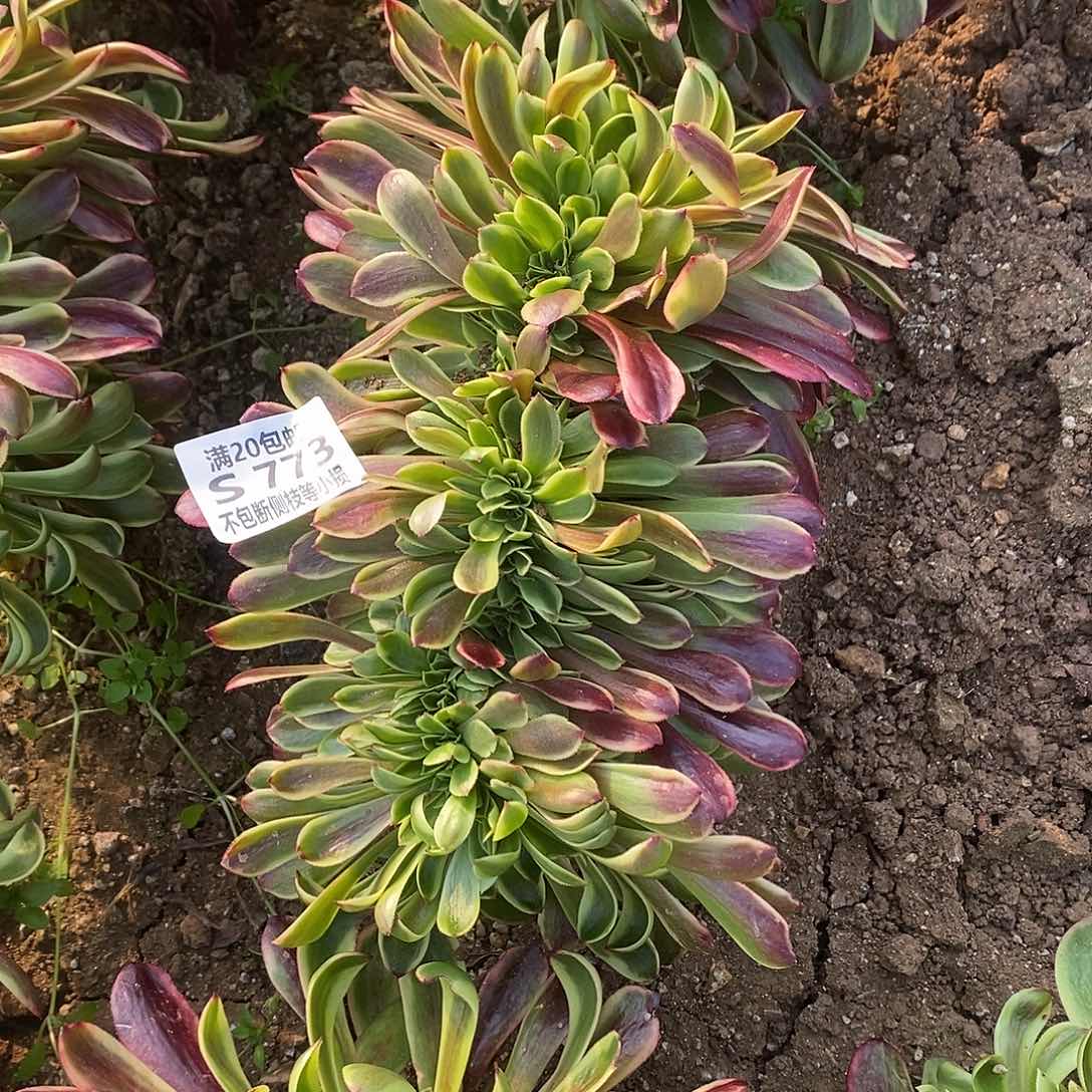 773欧佳丽缀化多肉