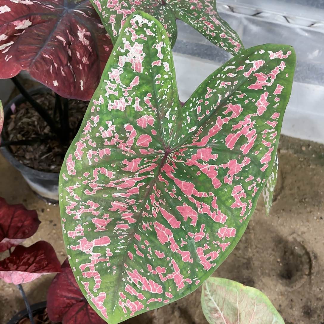 261-0121彩叶芋泰国发货