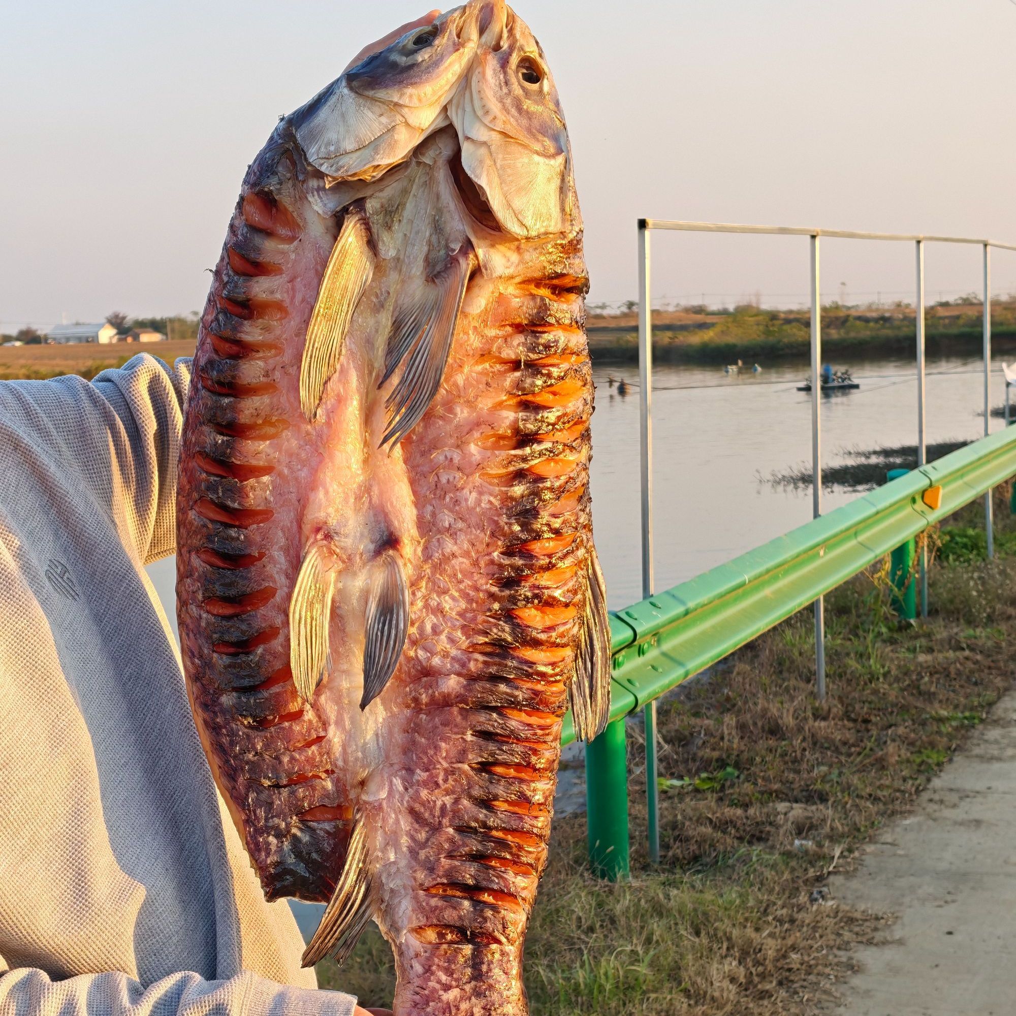 【现场称重】安徽肥西特色螺蛳混大青鱼整鱼农家手工腌制7-8成干 