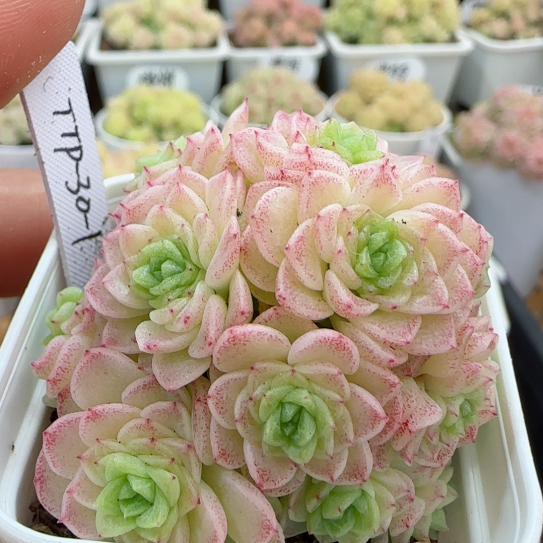 【闪购商品】0306-94（ttp-30-1）