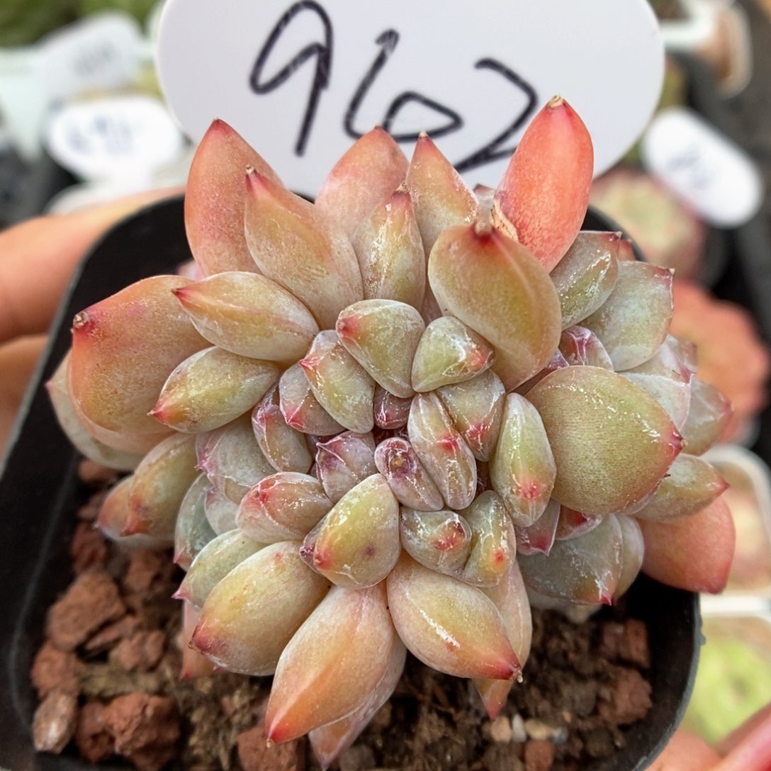 星影缀化可拍942号。