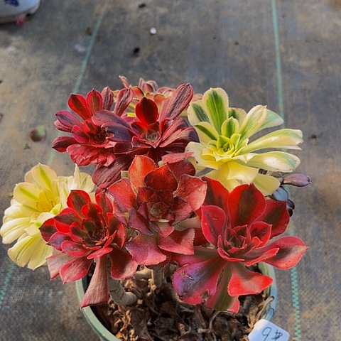 法师嫁接一物一拍9