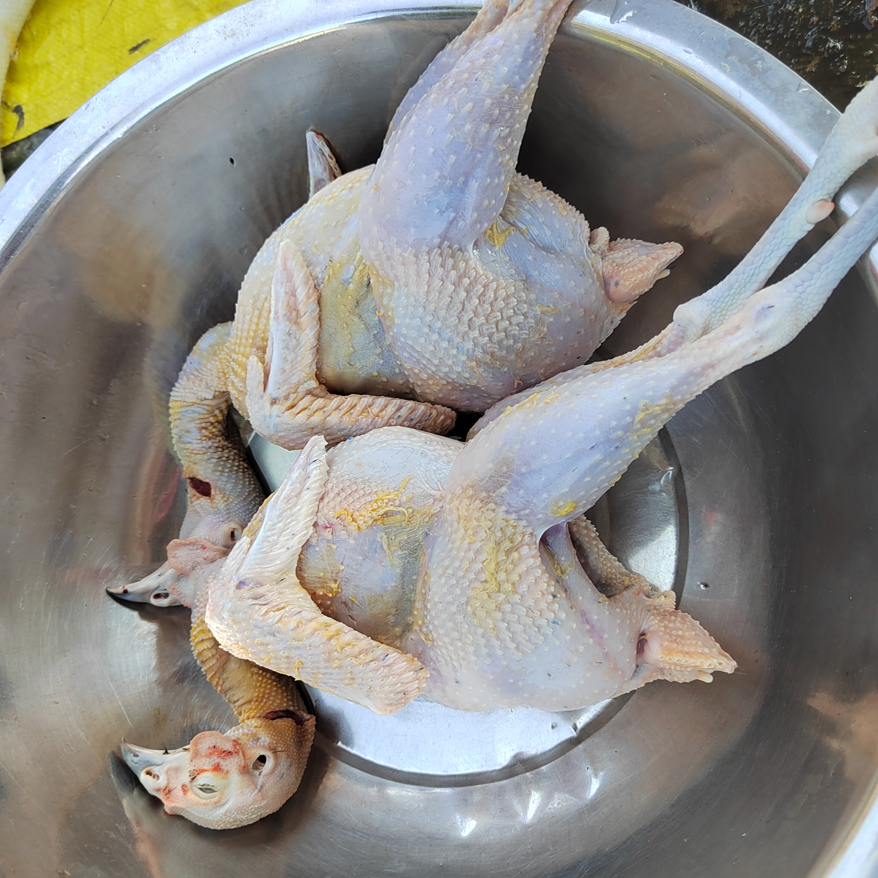 七彩山鸡2只，现杀现发顺丰包邮