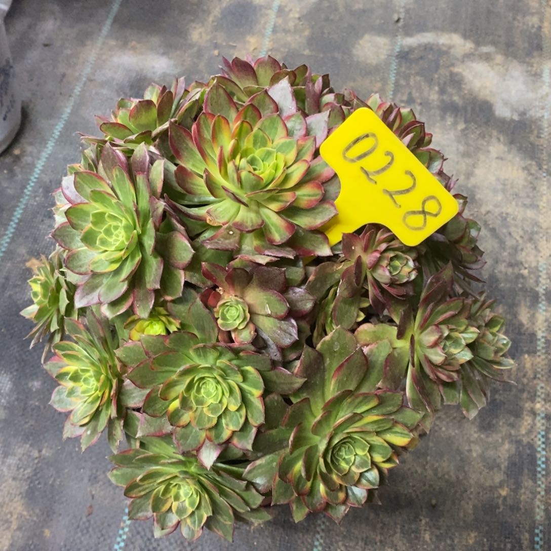 0228万圣节黄锦一物一拍以为