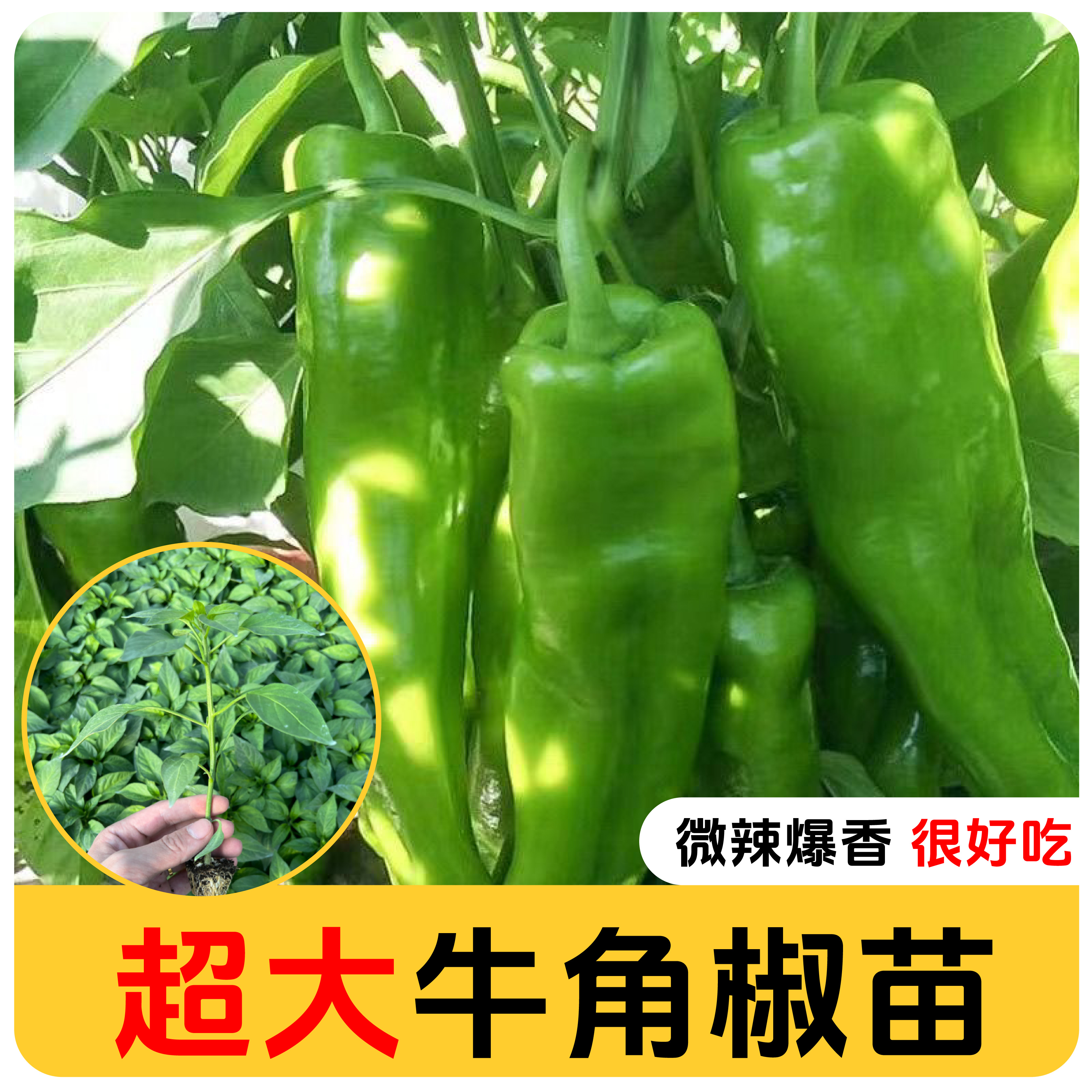 辣椒苗牛角椒苗线椒朝天椒苗茄子苗大龙长茄苗阳台庭院四季种植