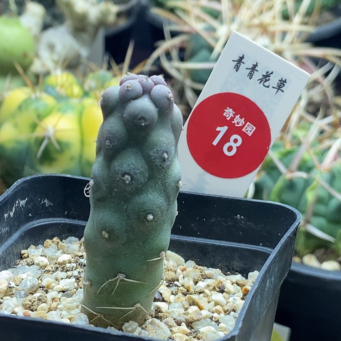 实生习志野一棵仙人球