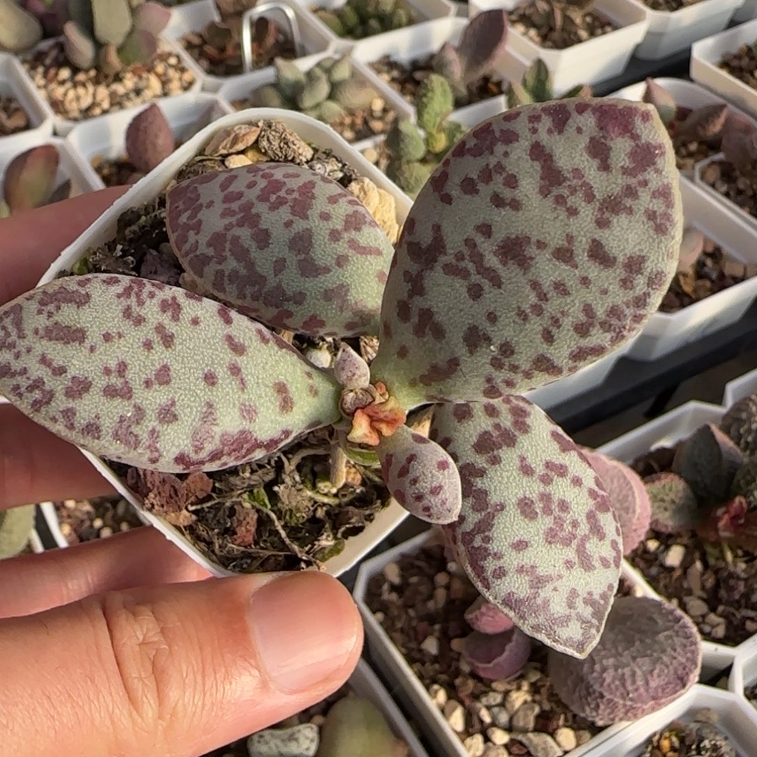 超级紫马蛋多肉植物