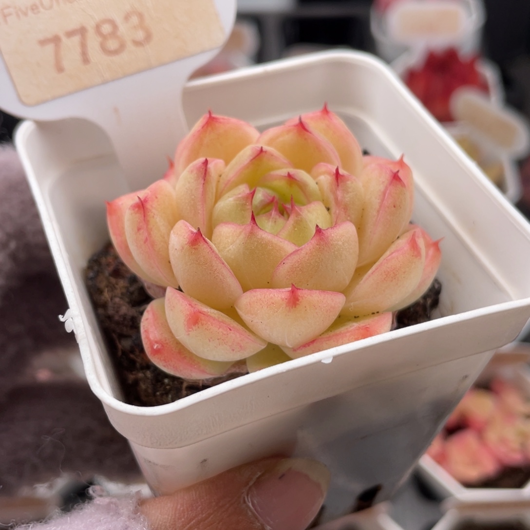 玲珑珍妮7783-5.0厘米