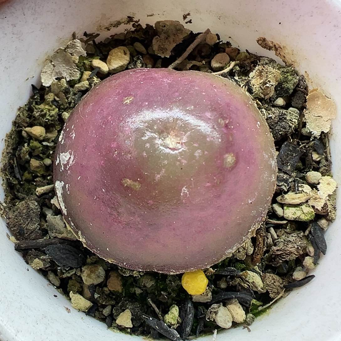 626灯泡带盆土发货