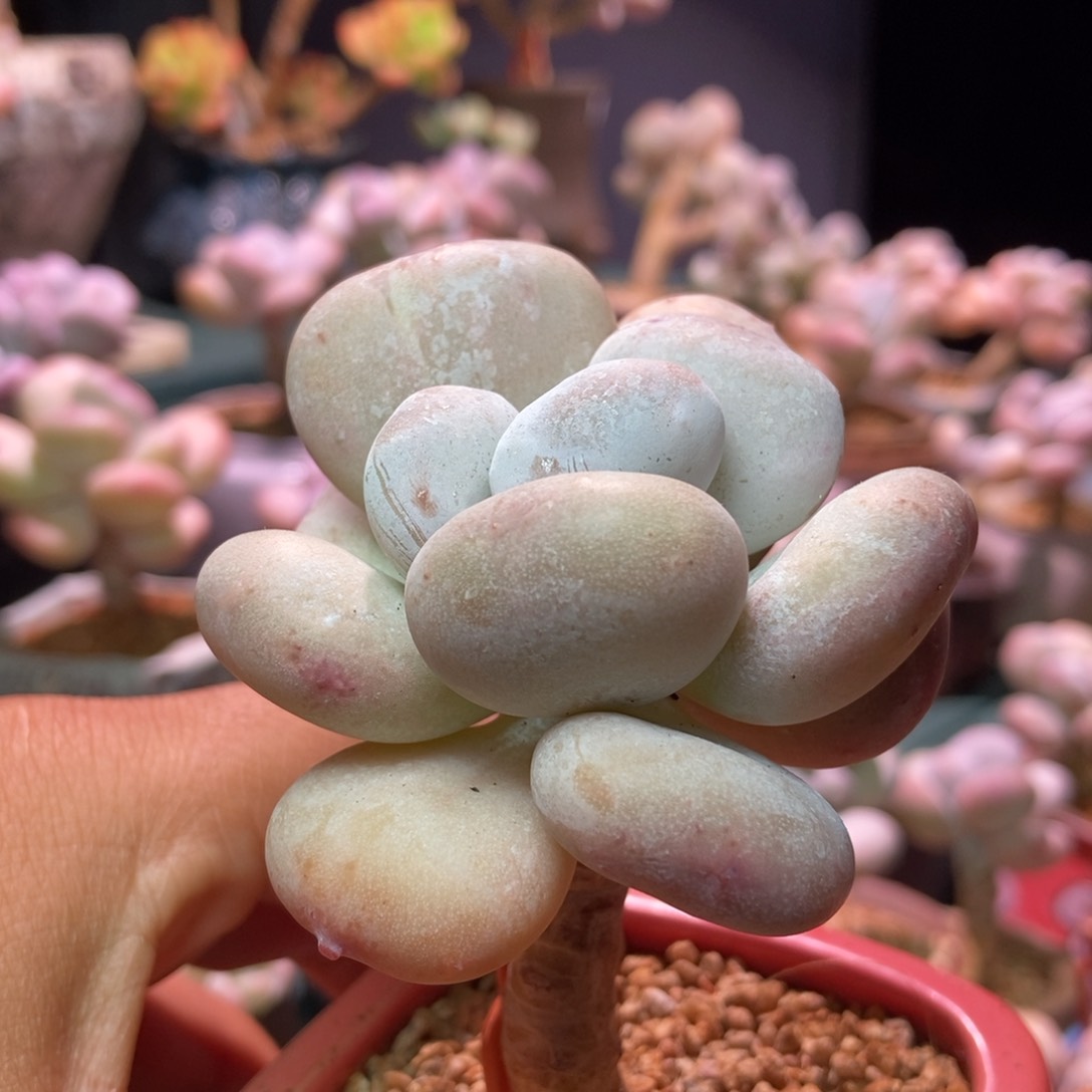 油煎一物一拍多肉