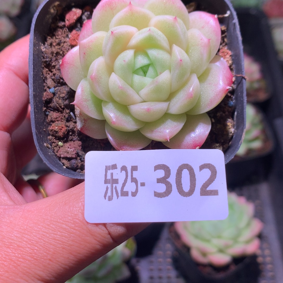 乐然25-302 麦秆 